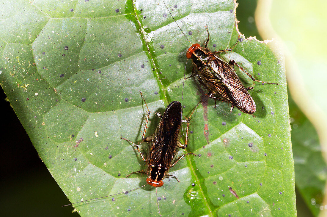 Amazonian cockroaches