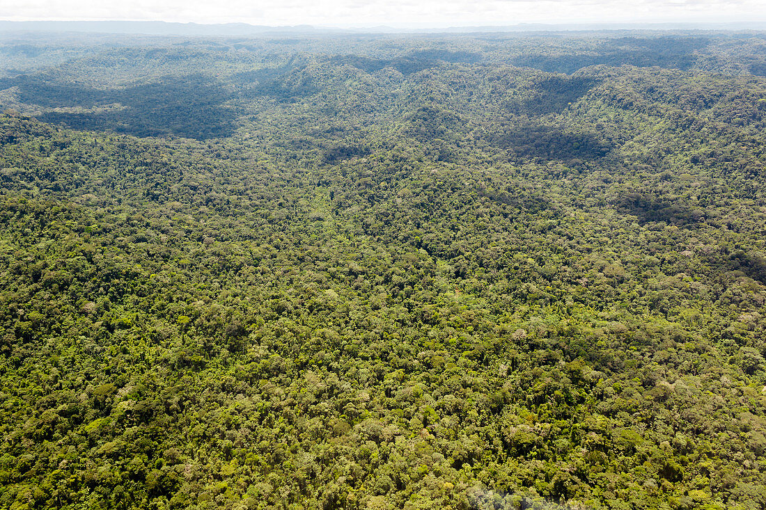 Rainforest,Ecuador