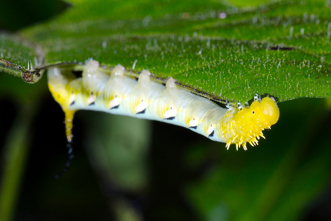 Tropical hawkmoth caterpillar