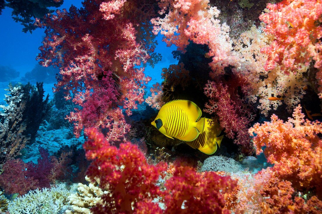 Golden butterflyfish and soft coral