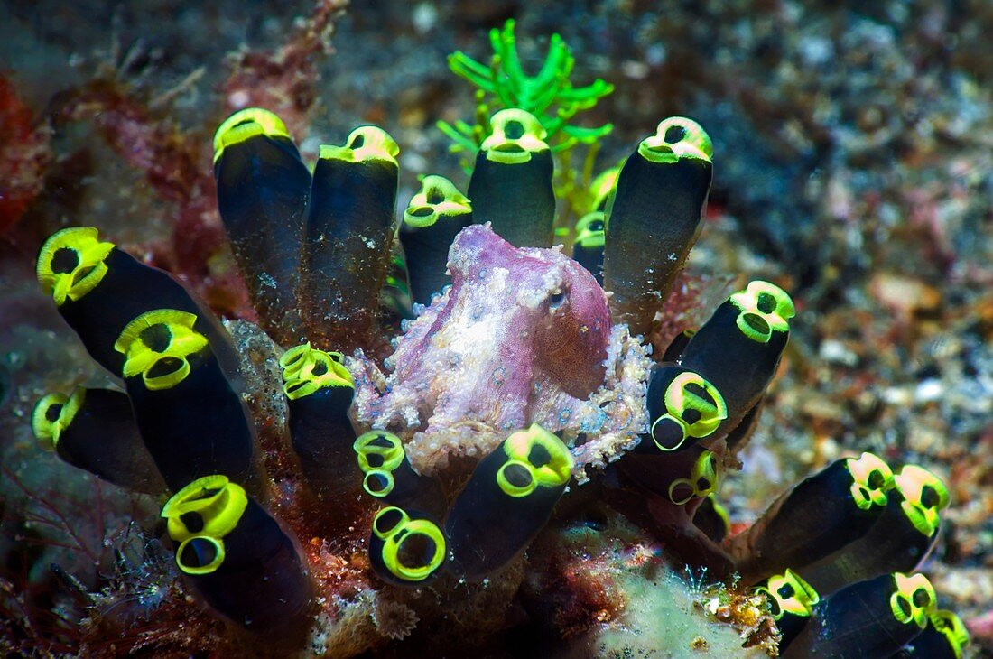 Blue-ringed octopus on sea squirts