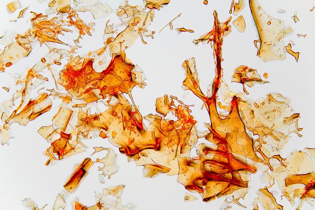 Haemoglobin crystals,light micrograph