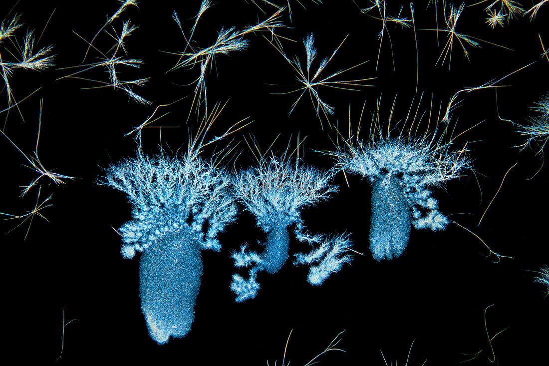 Biotin crystals,light micrograph