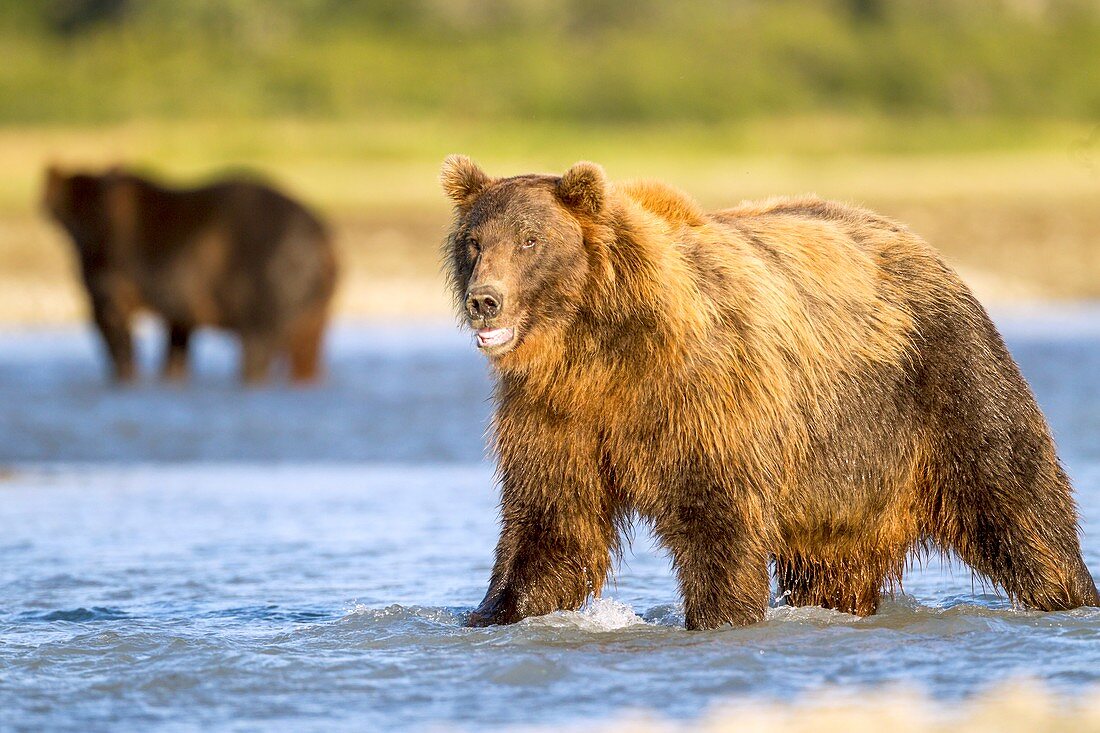 Brown bear standing in water,Alaska,USA
