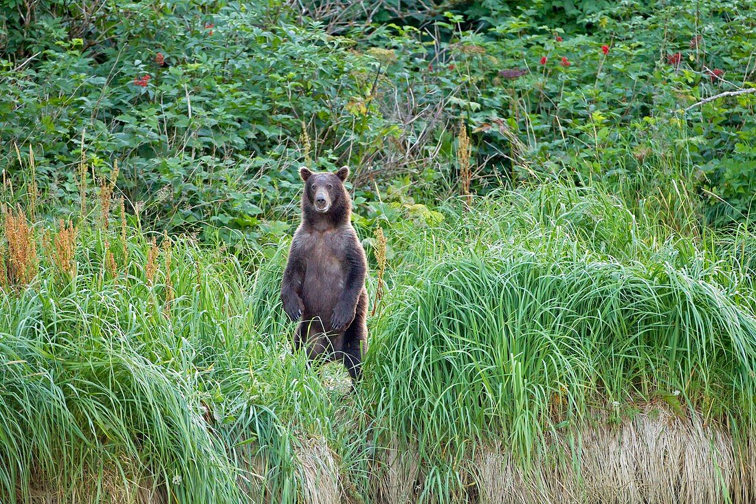 Brown bear standing in grass,Alaska,USA