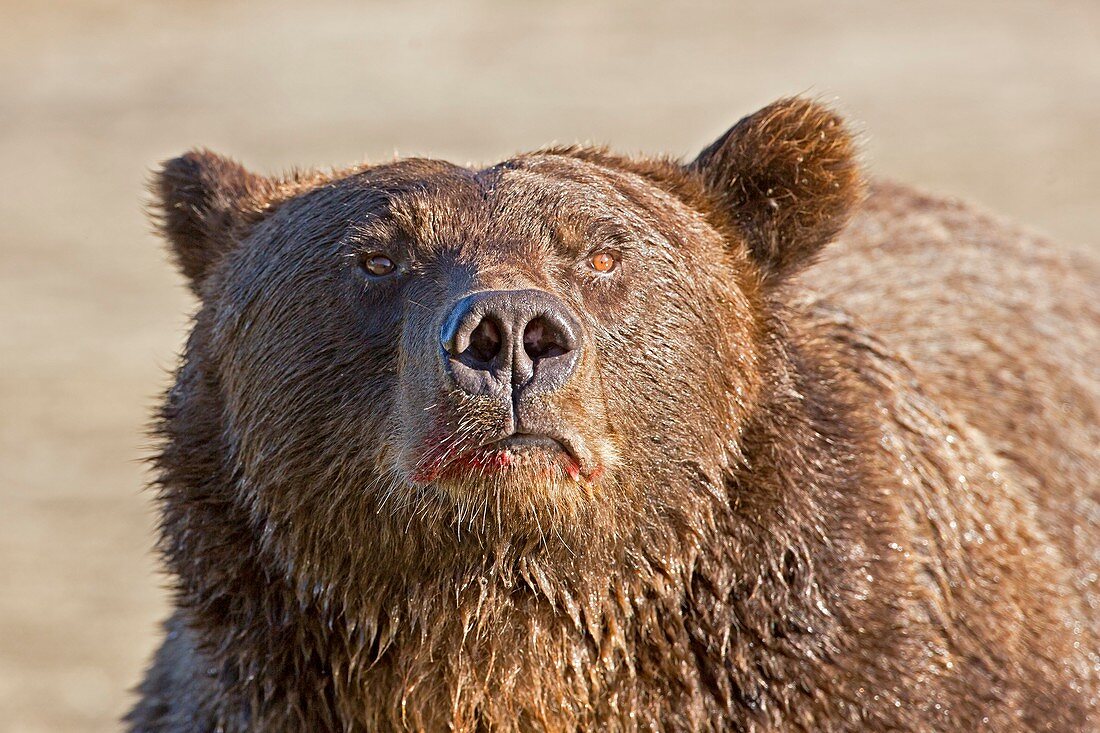 Brown bear sniffing air,Alaska,USA
