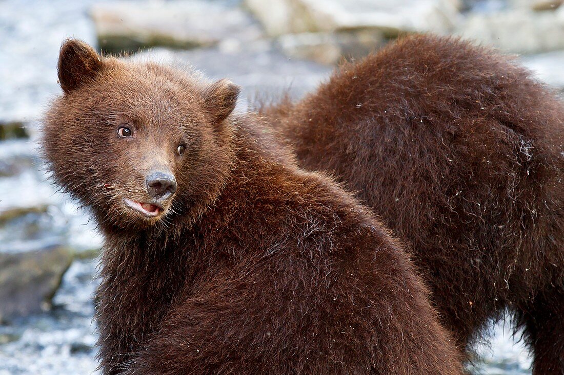 Brown bear cubs,Alaska,USA