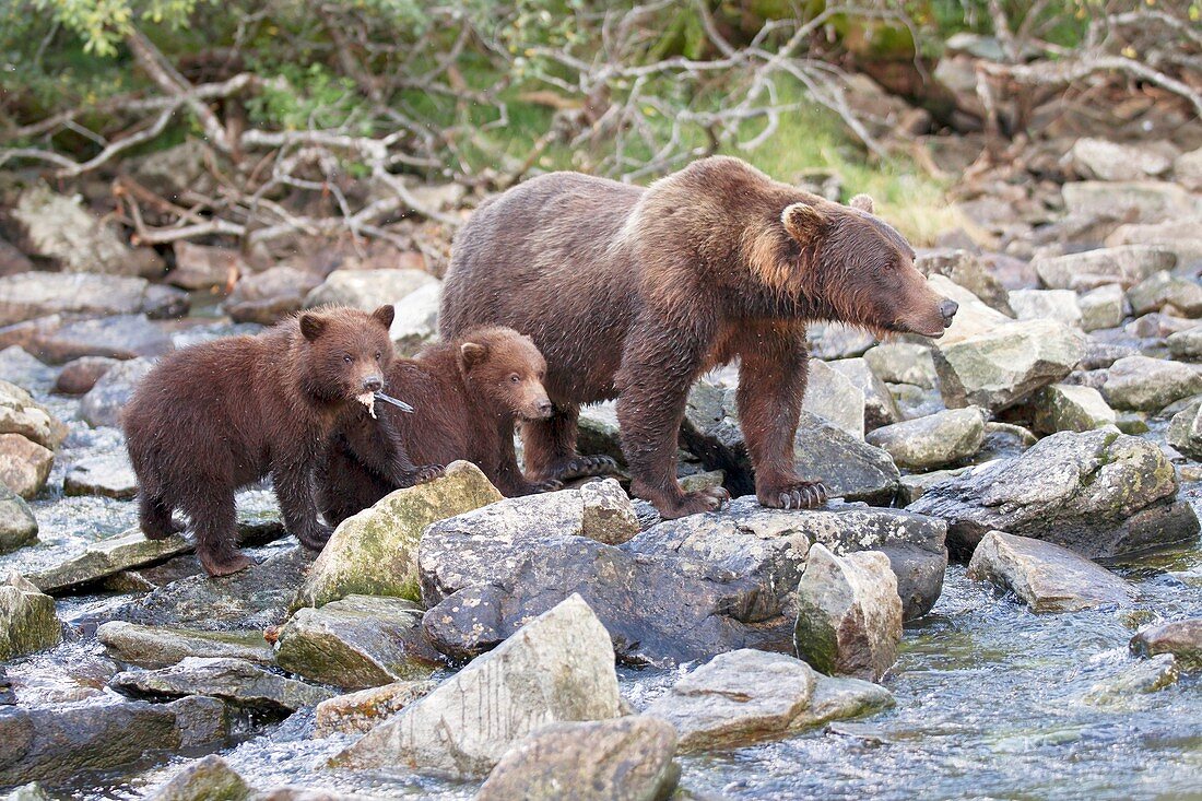 Brown bear mother and cubs,Alaska,USA