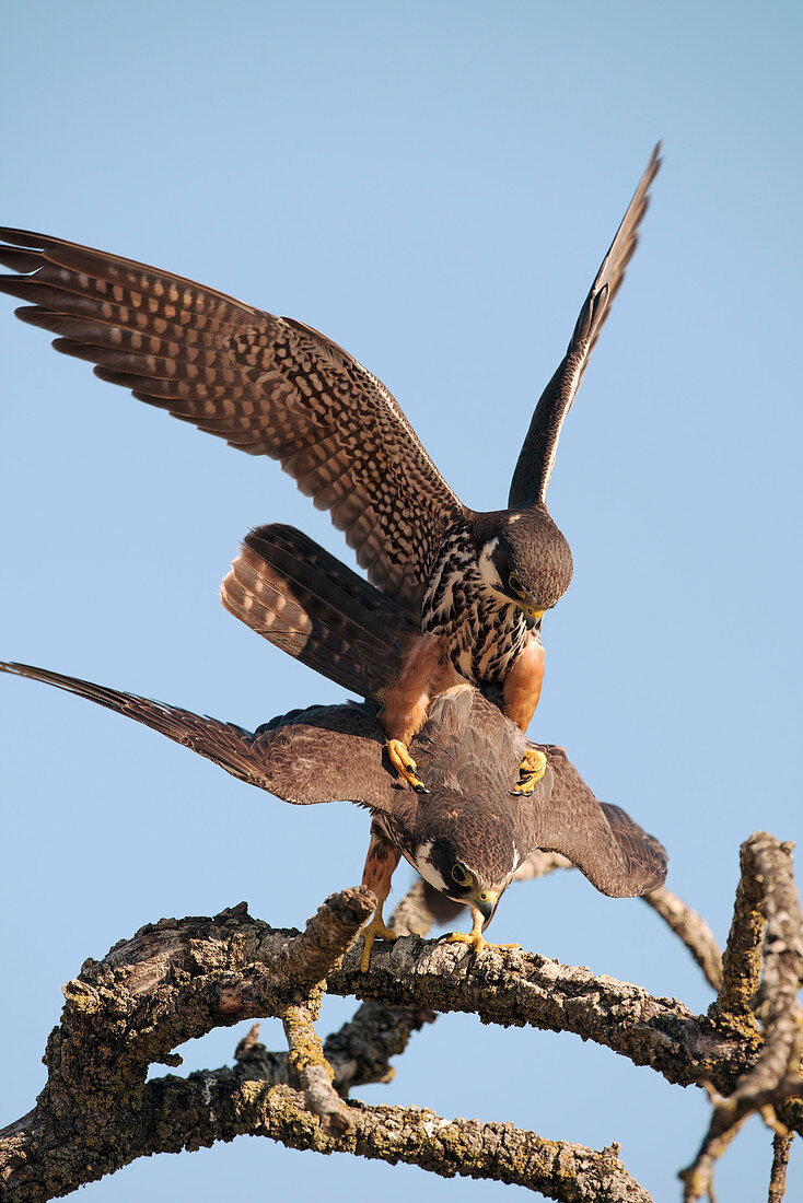 Eurasian hobbies mating