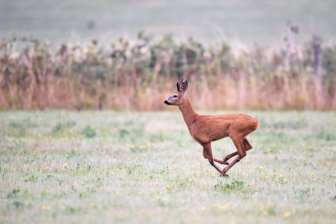 Roe deer running on grass