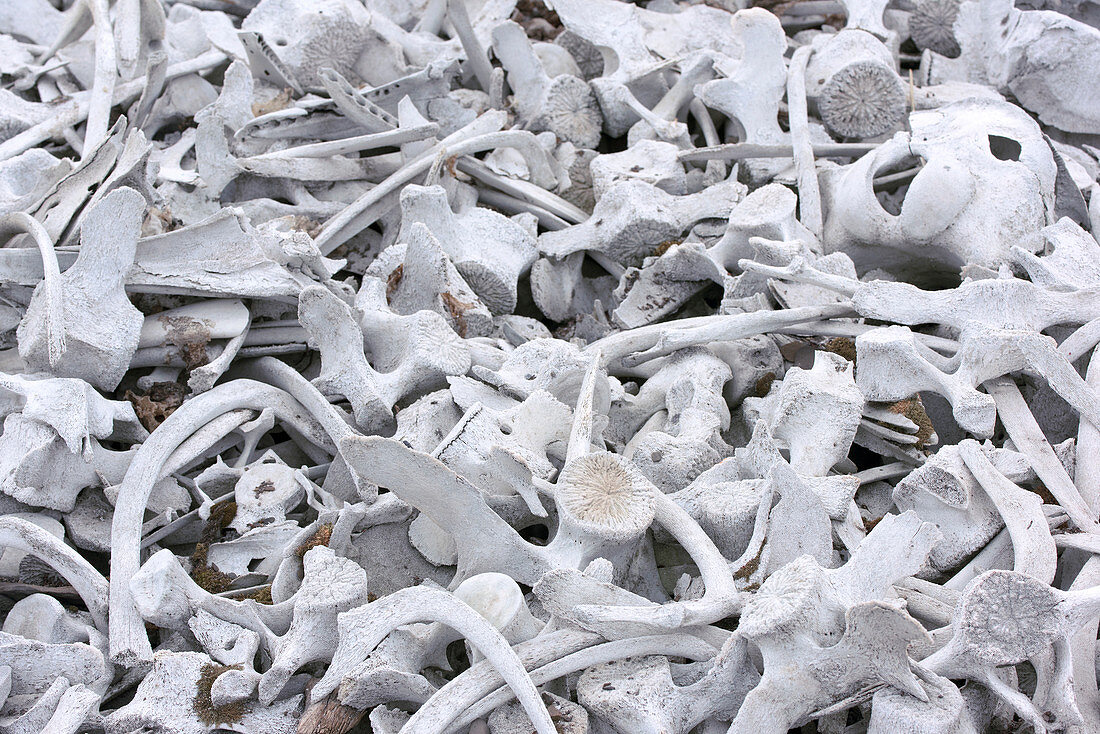 Bleached whale bones