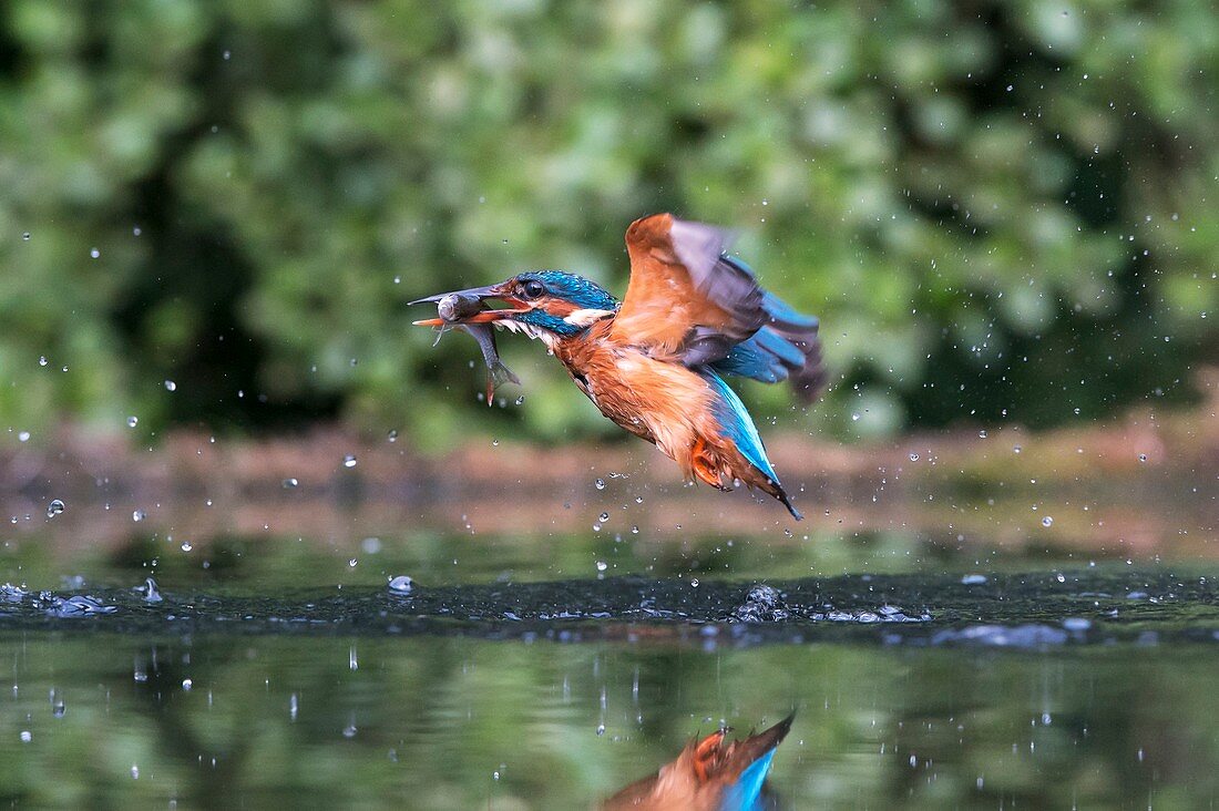 Common kingfisher catching a fish