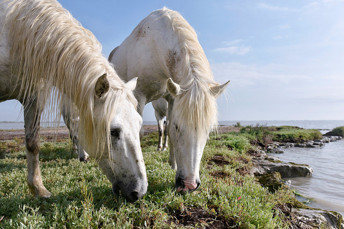 Camargue horses,France