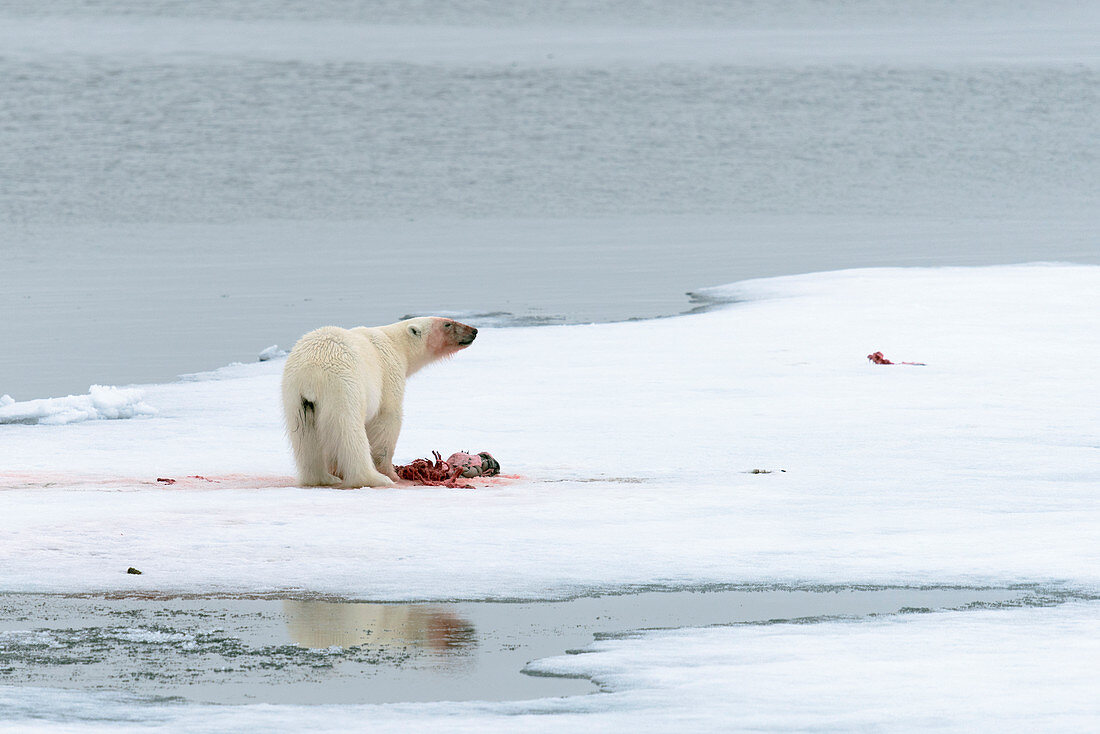 Polar bear feeding on a kill