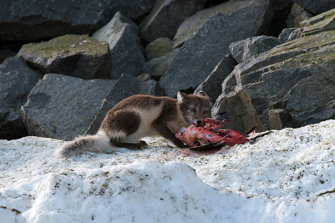 Arctic fox feeding on a seabird