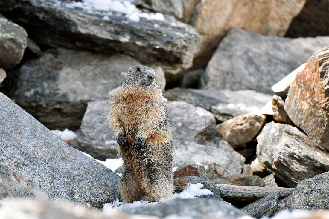 Alpine marmot standing guard