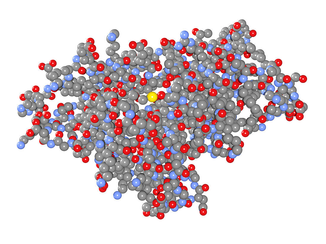 Birch pollen allergen,molecular model