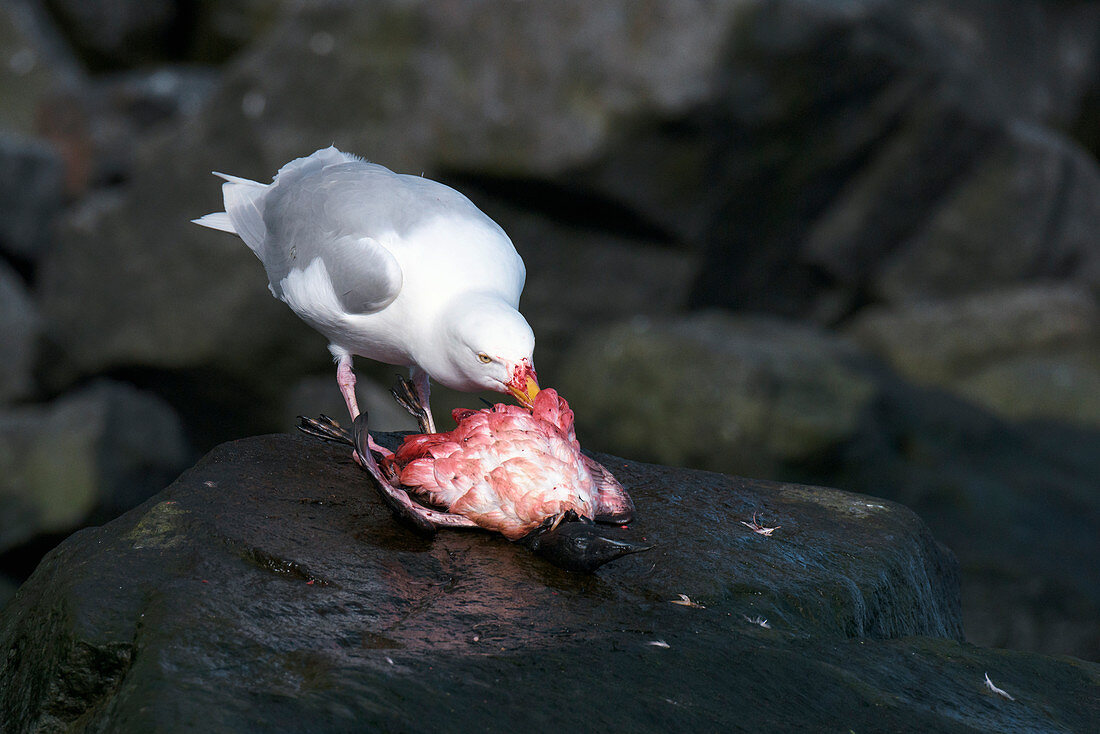 Glaucous gull feeding on a seabird