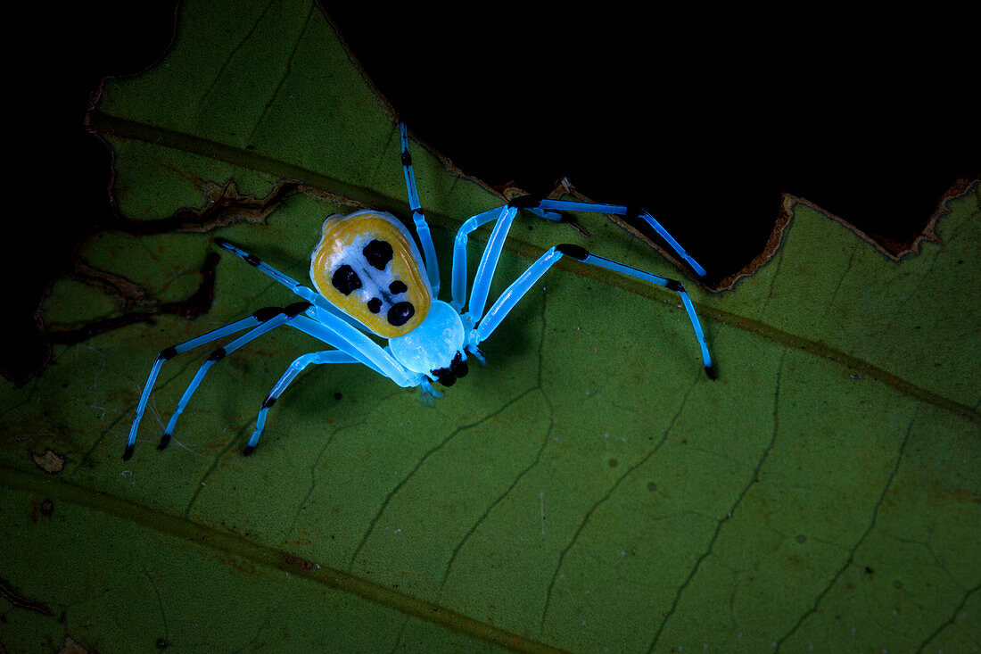 Crab spider under UV light