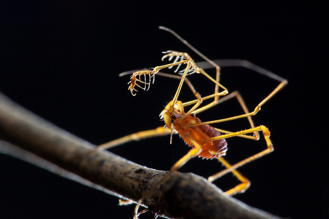 Harvestman