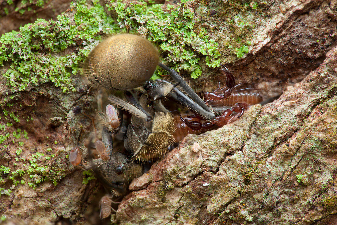 Pseudoscorpion hunting ants
