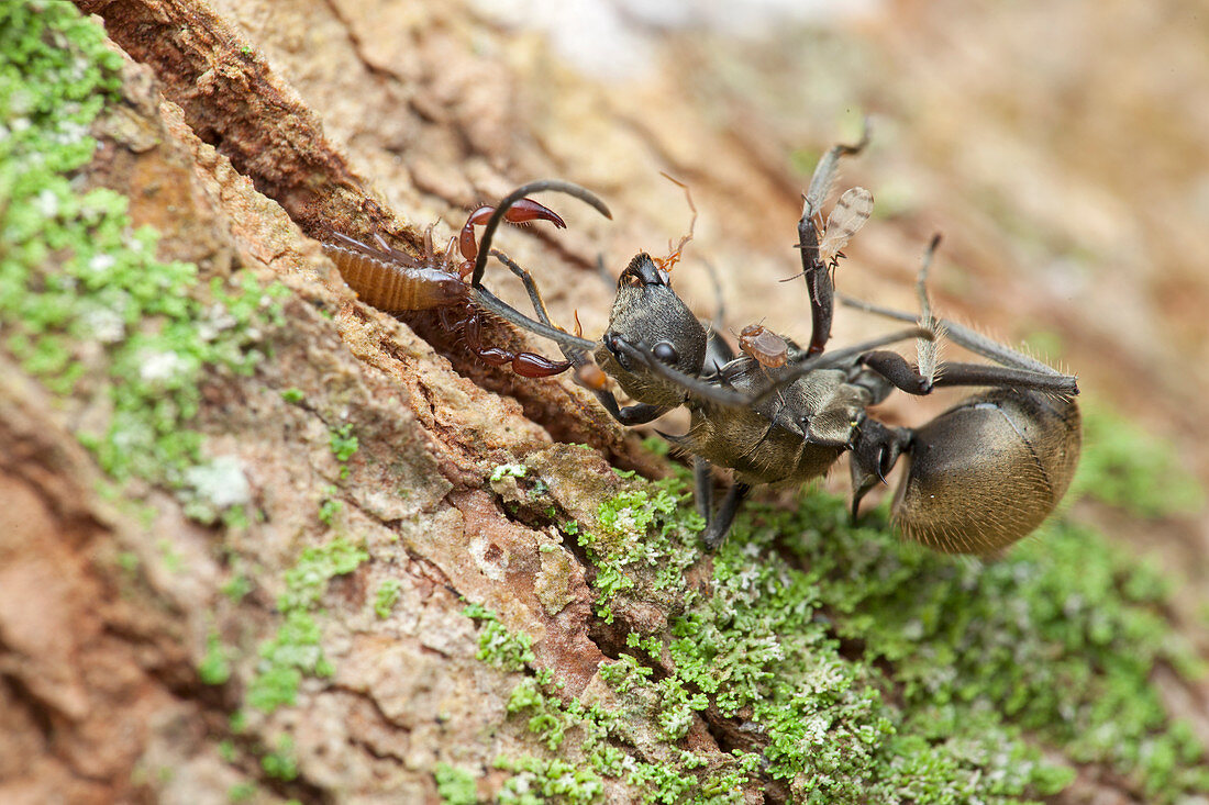 Pseudoscorpion hunting ants