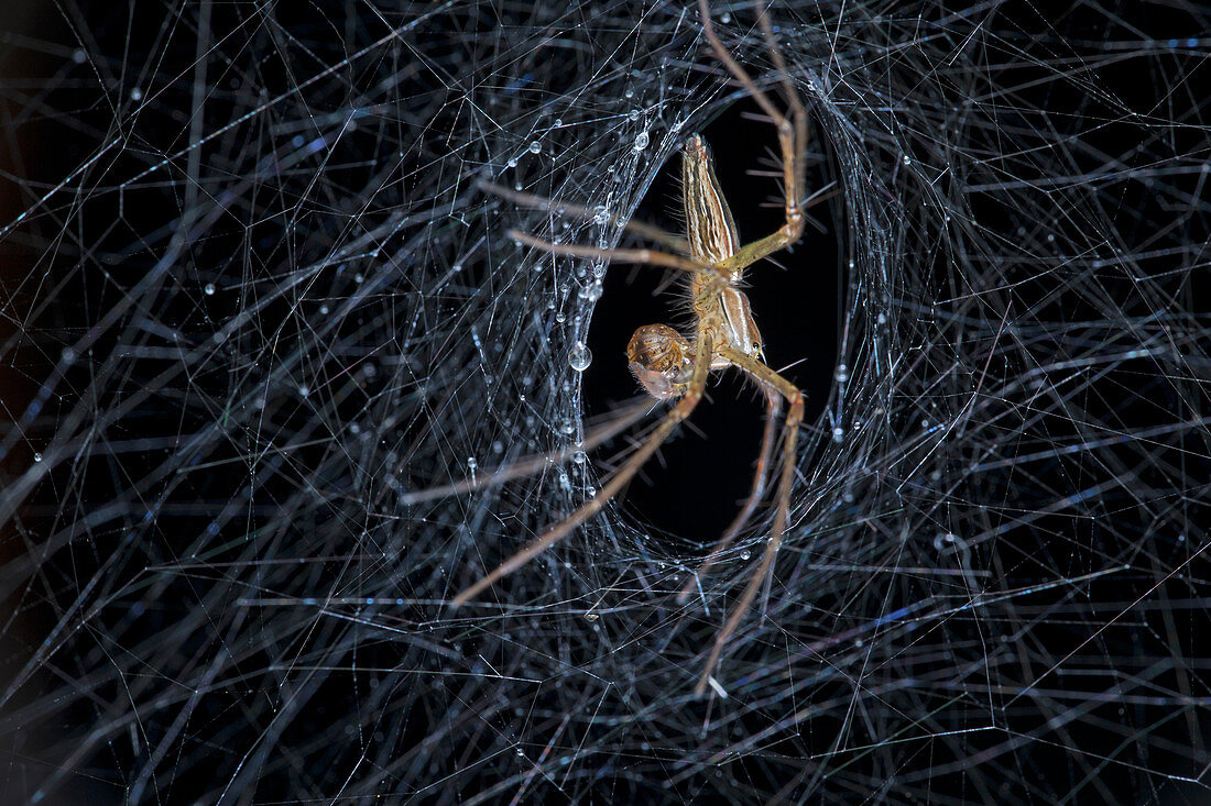 Nursery web spider on its nursery web