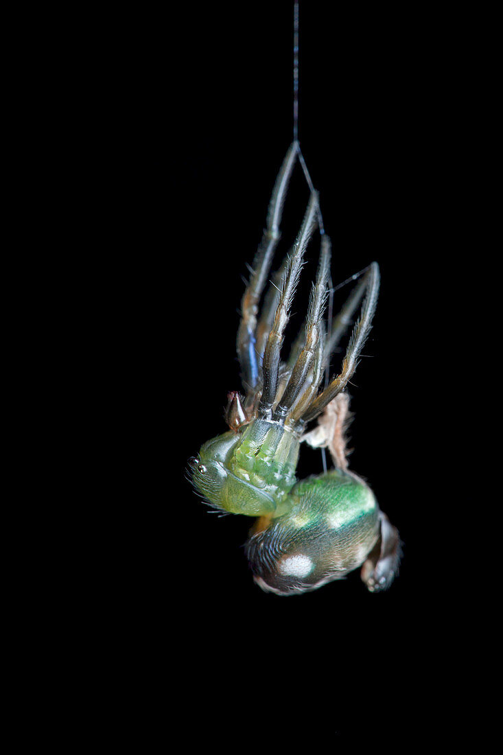 Orb-weaver spider moulting