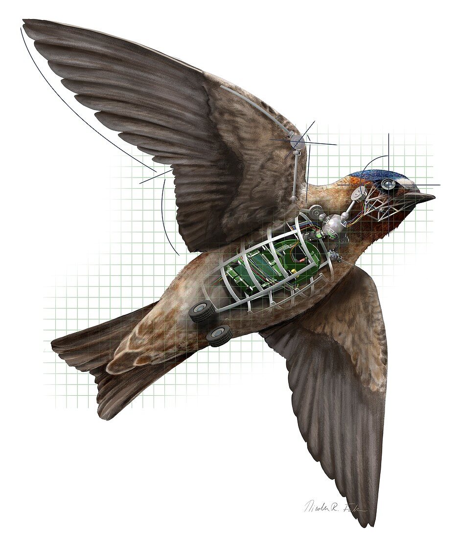 Swallow drone robotics,illustration