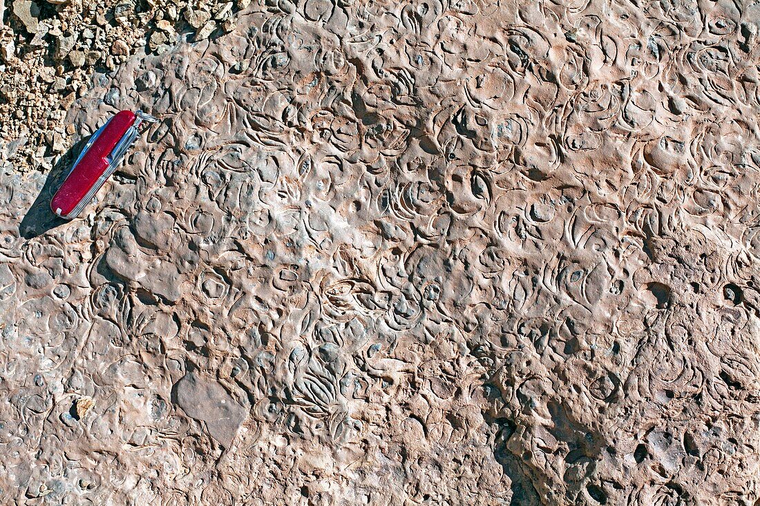 Fossiliferous limestone