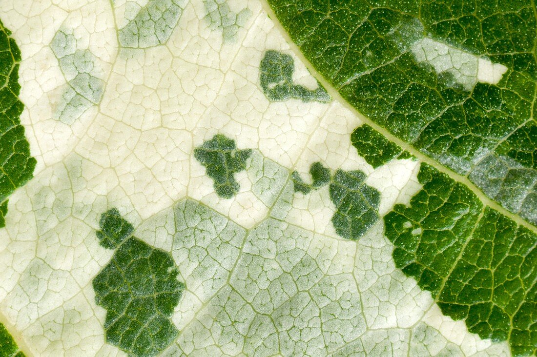 Variegated leaf of Poplar 'Aurora'