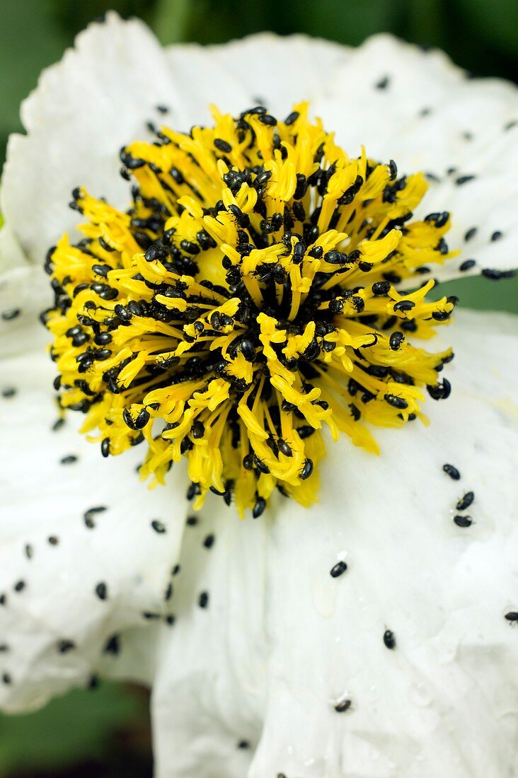 Pollen beetles on Romneya coulteri