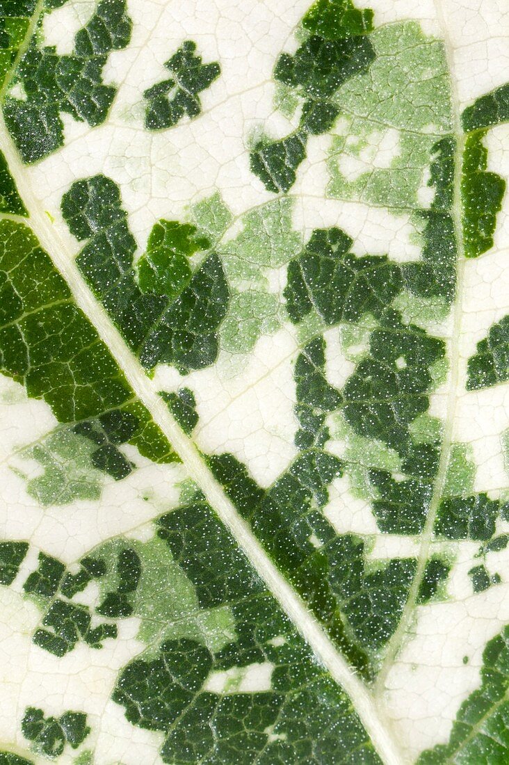 Variegated leaf of Poplar 'Aurora'