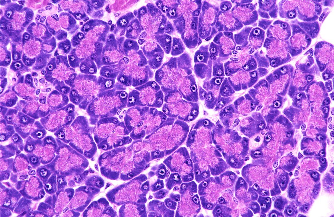 Pancreas,light micrograph