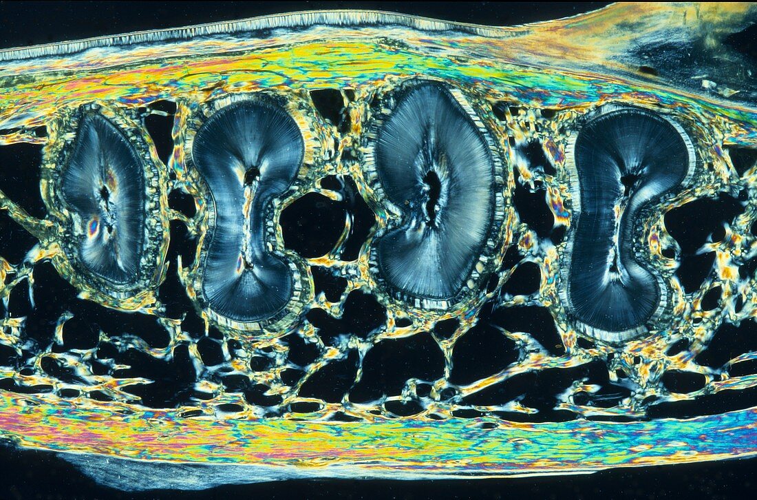 Teeth,light micrograph