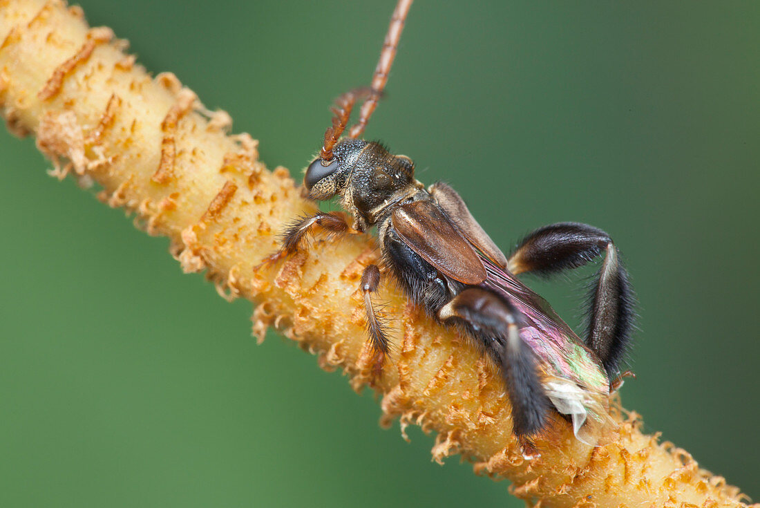 Stingless bee-mimicking longhorn beetle