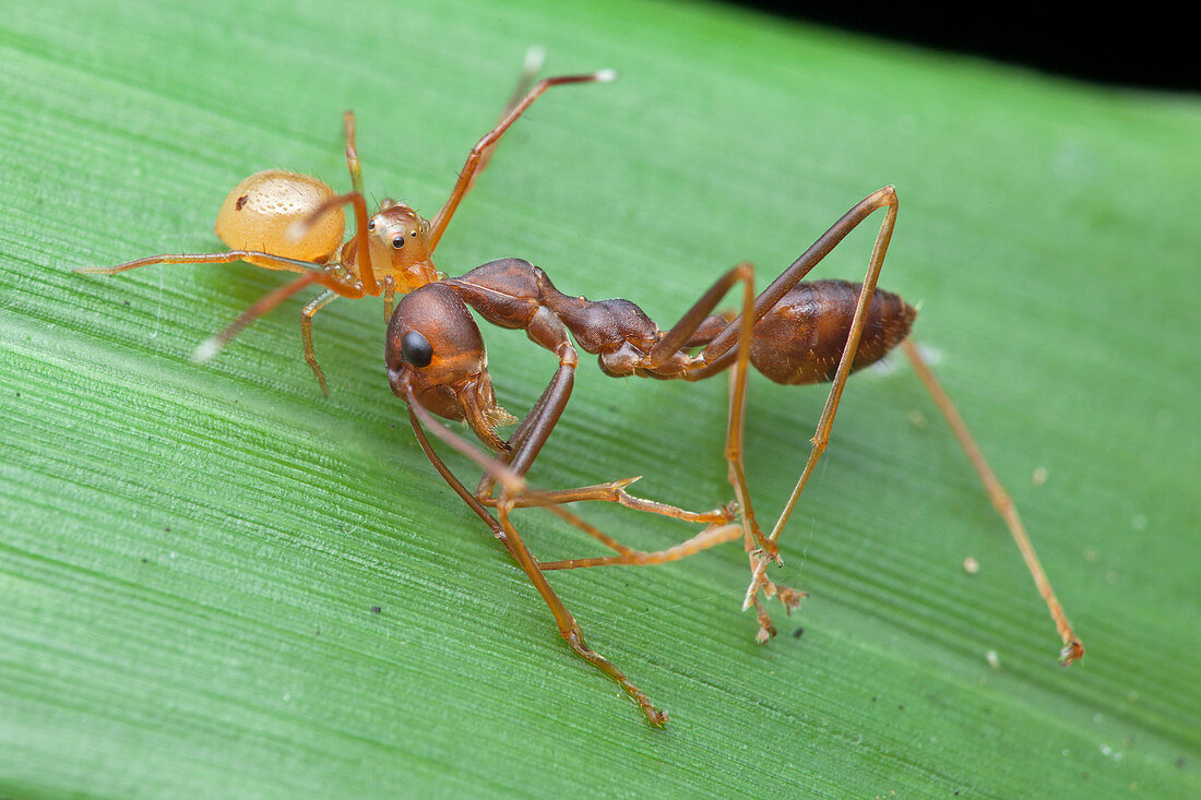 Ant-mimic crab spider with prey