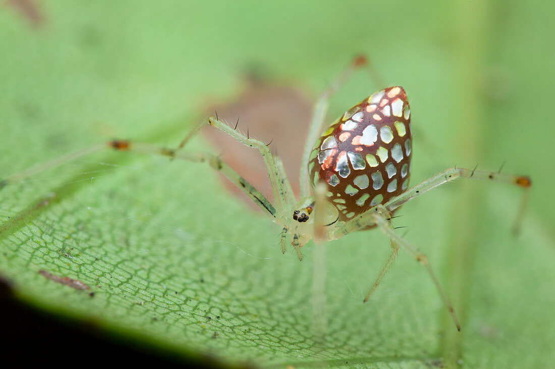 Mirror spider