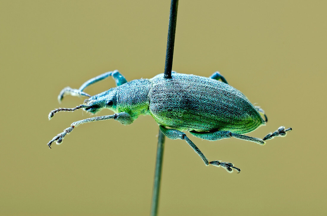 Yellow-banded leaf weevil