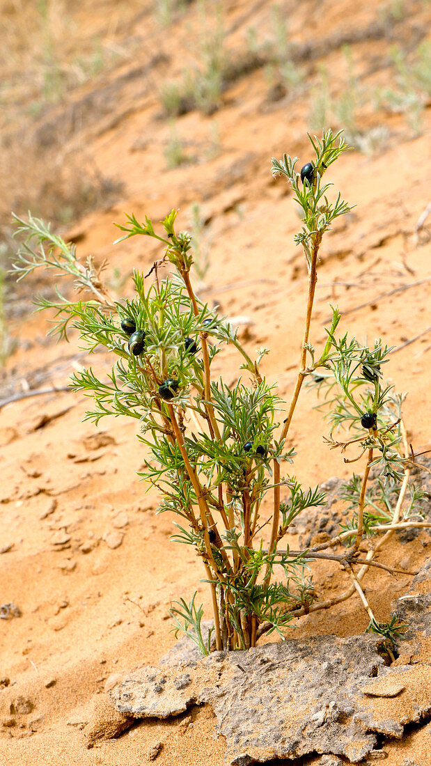 Desertification prevention,China