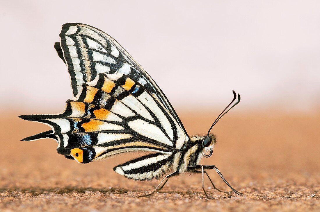 Asian swallowtail butterfly