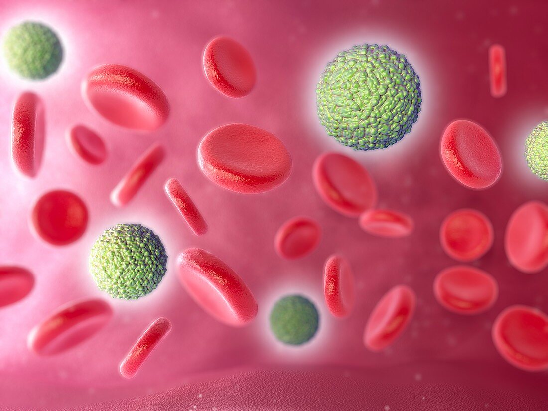 Zika virus in blood,illustration