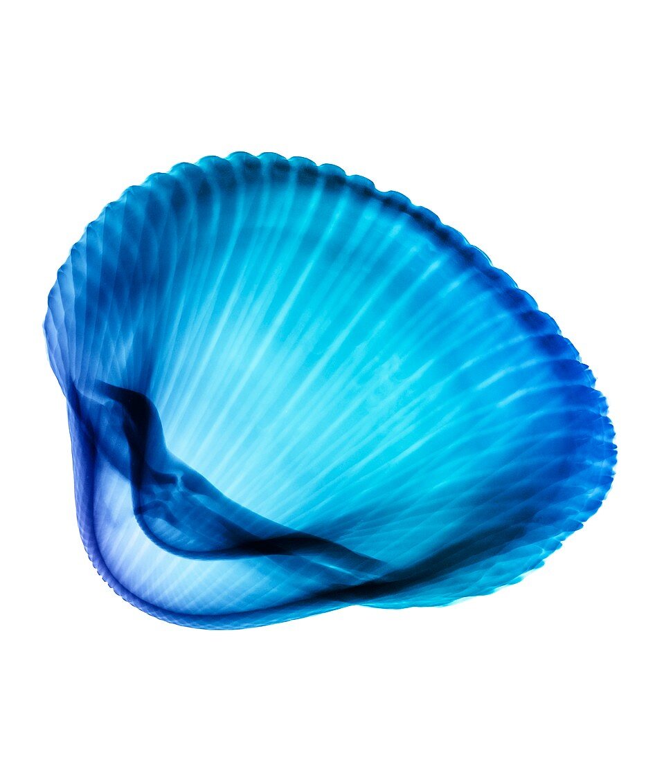 Bivalve sea shell,X-ray