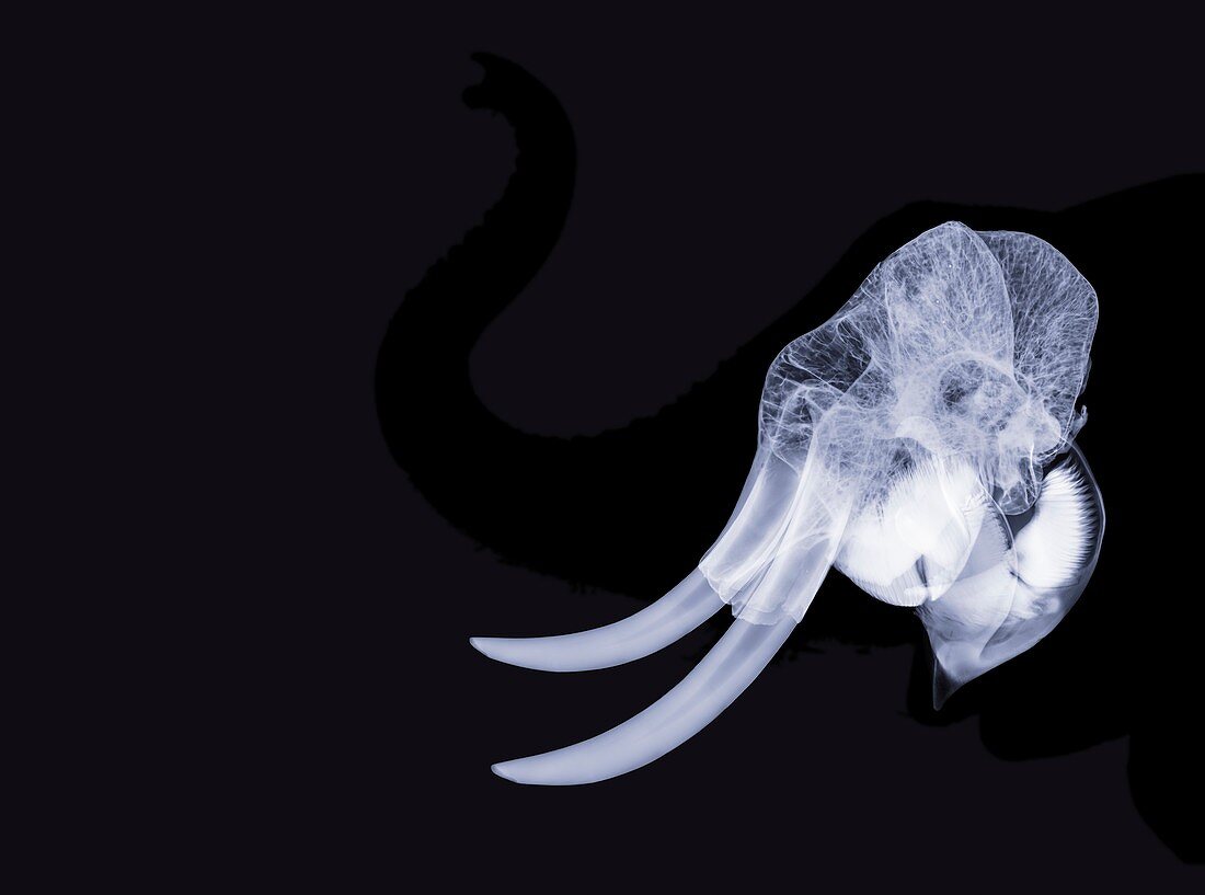 Elephant skull,X-ray