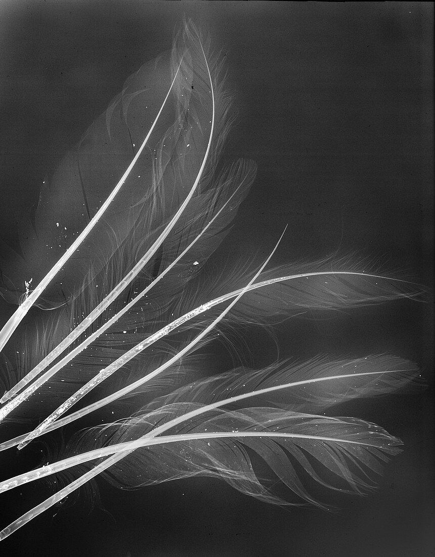 Feathers,X-ray