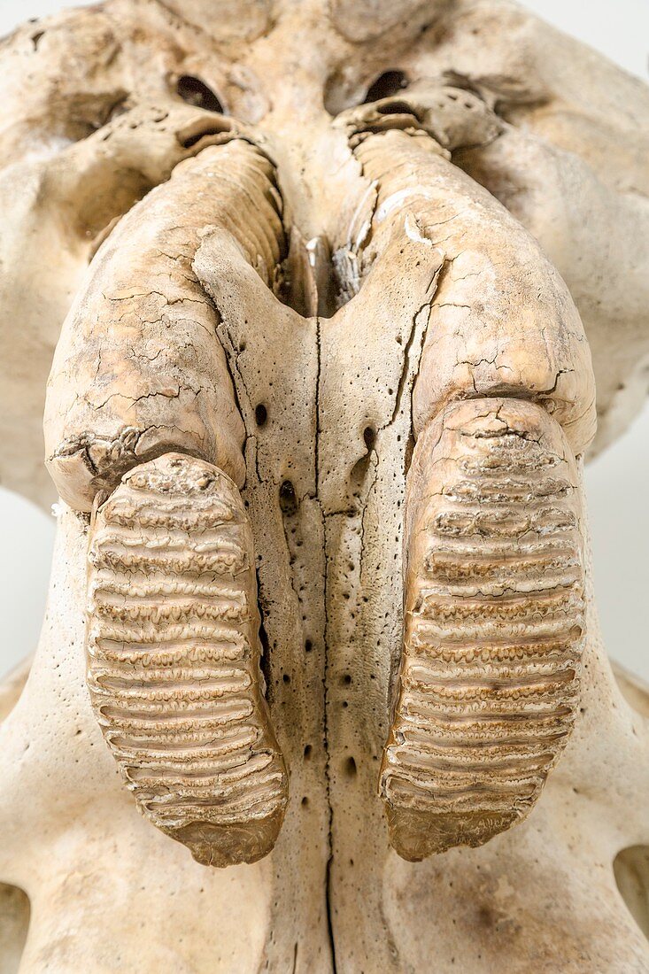 Elephant jaw