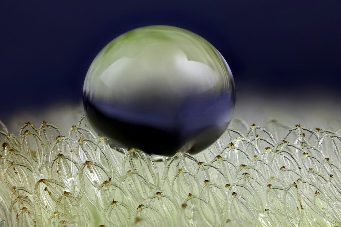 Water drop on Salvinia sp. trichomes