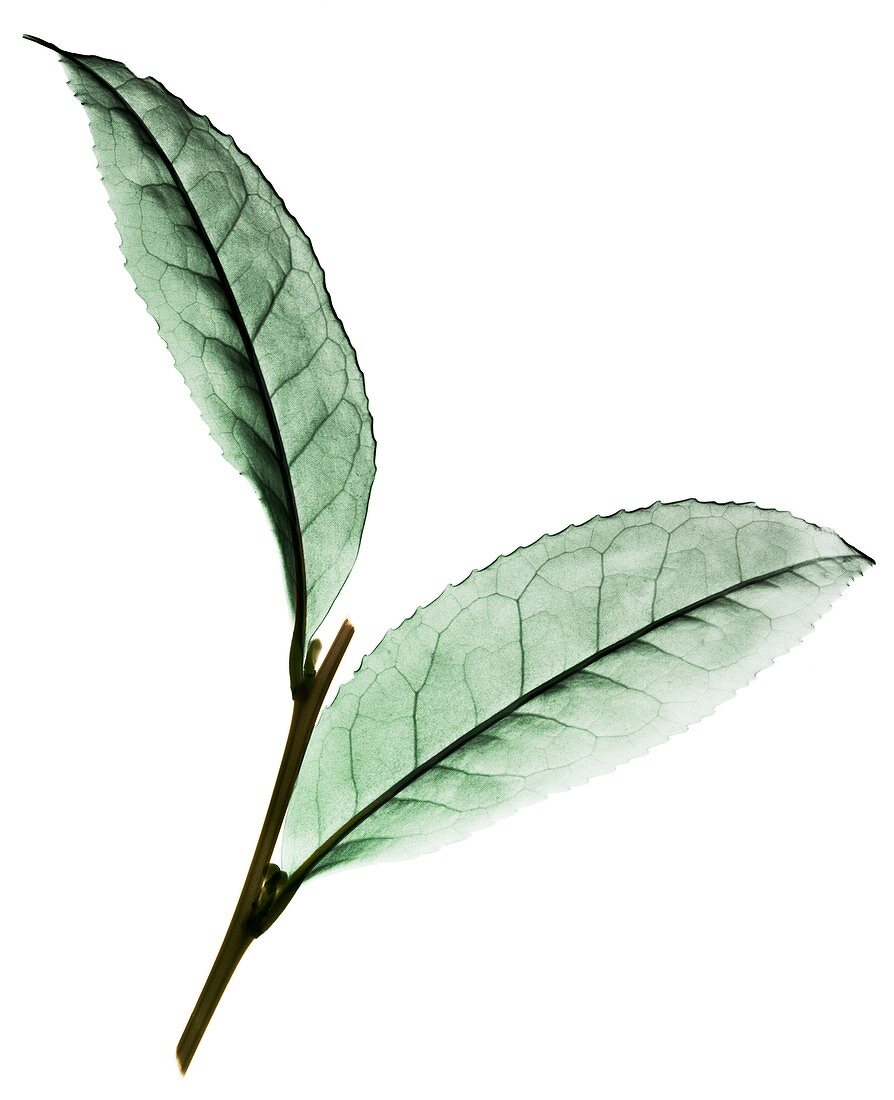 Tea (Camellia sinensis) leaves,X-ray