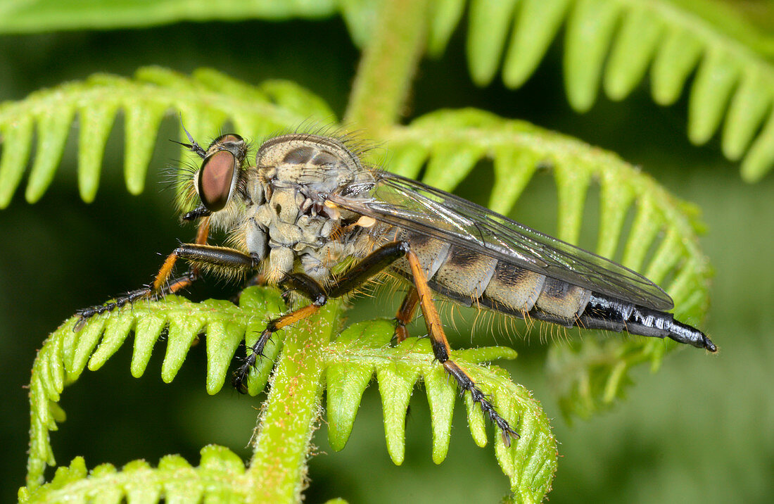 Common awl robberfly