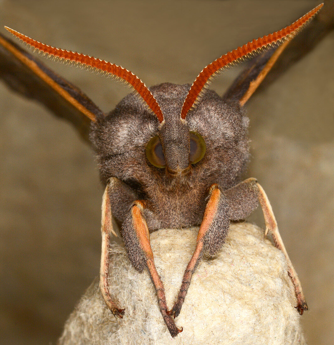 Poplar hawk-moth